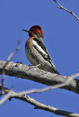 Red-breasted Sapsucker