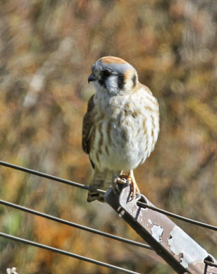American Kestrel