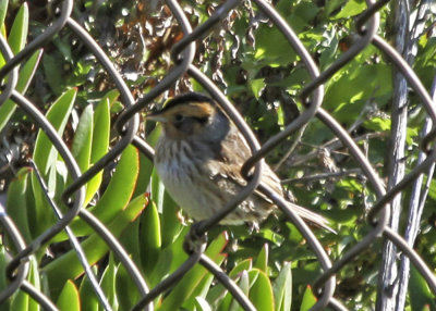 Nelson's -sharp tailed Sparrow