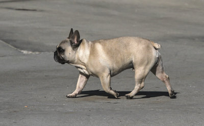 Pug