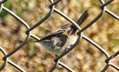Marsh Wren