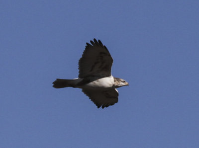 Ferruginous Hawk