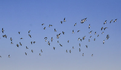 Black Skimmers