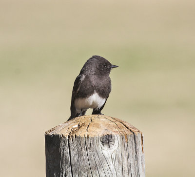 Black Phoebe