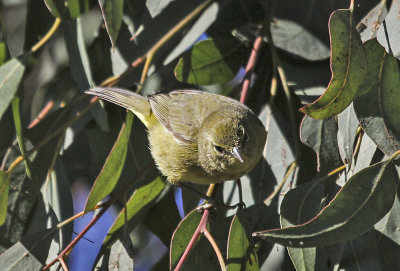 Orange-crowned Warbler