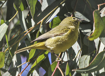 Orange-crowned Warbler