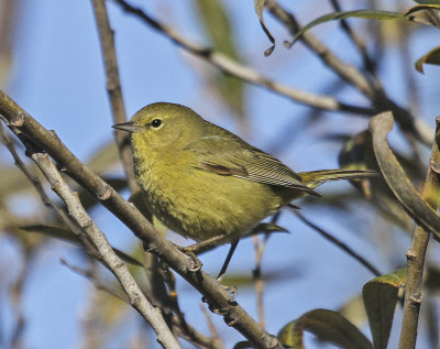 Orange-crowned Warbler