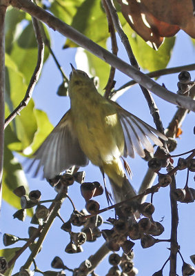 Orange-crowned Warbler