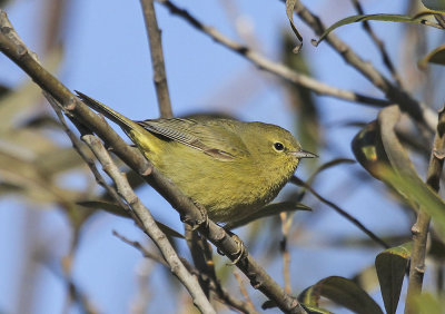 Orange-crowned Warbler