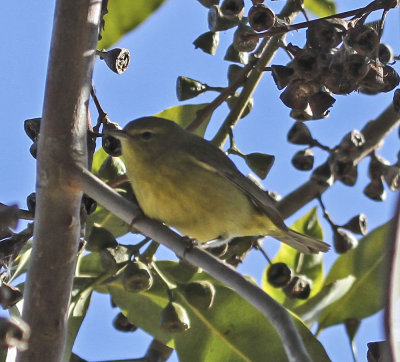 Orange-crowned Warbler