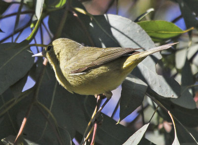 Orange-crowned Warbler