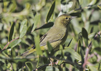 Orange-crowned Warbler
