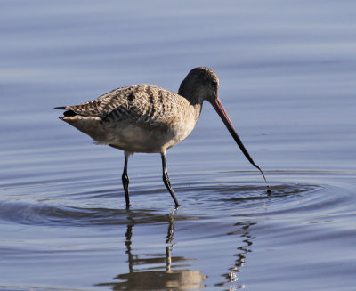 Marbled Godwit