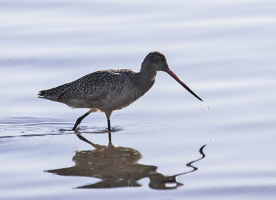 Marbled Godwit