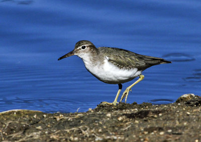 Least Sandpiper