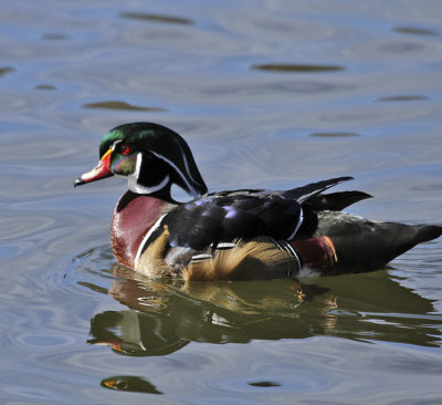 Wood Duck