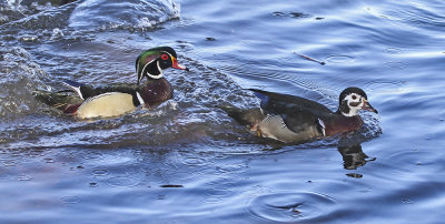 Wood Duck