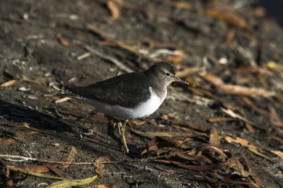 Spotted Sandpiper