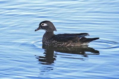 Wood Duck