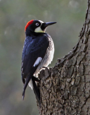 Acorn Woodpecker