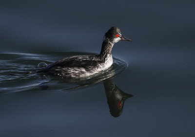 Eared Grebe