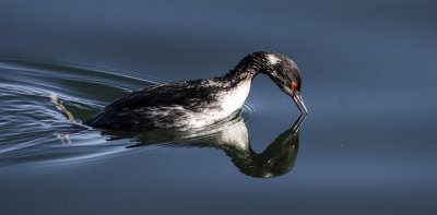 Eared Grebe