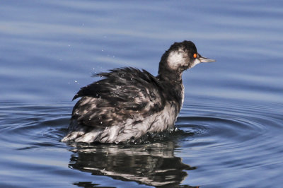 Eared Grebe