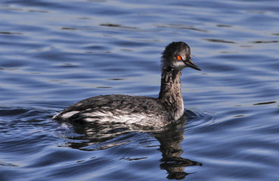 Eared Grebe