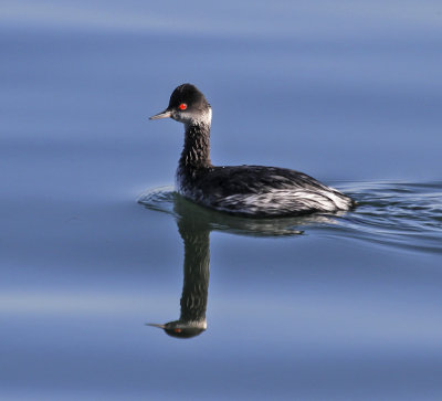 Eared Grebe