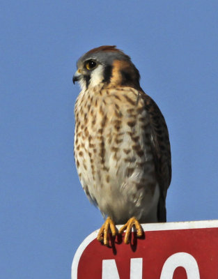 American Kestrel