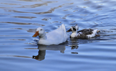 Hybridized Duck