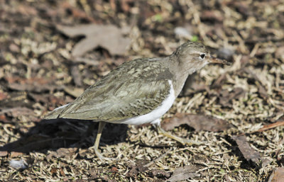 Least Sandpiper