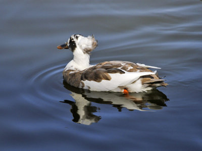 Hybridized Duck