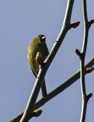 Orange-crowned Warbler