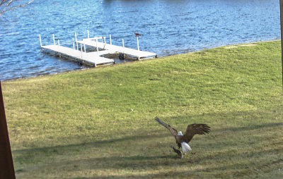 Bald Eagle
