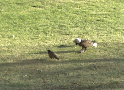 Bald Eagle