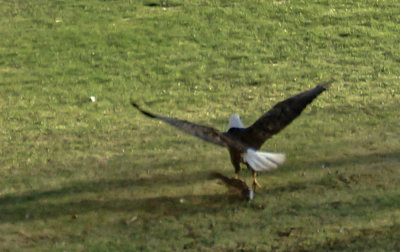 Bald Eagle