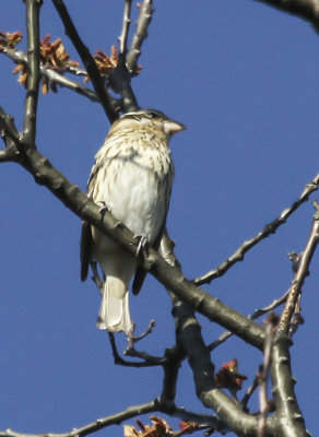 Black-headed Grosbeak
