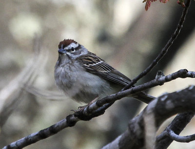 Chipping Sparrow