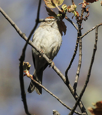 Chipping Sparrow