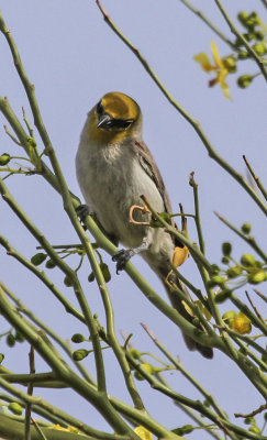 Verdin