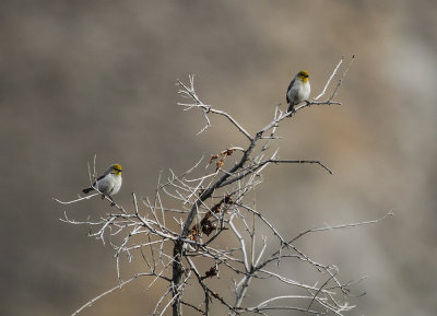 Verdin