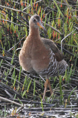 Virginia Rail