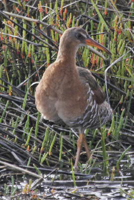 Virginia Rail