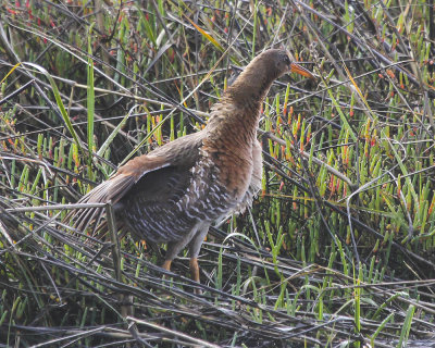 Virginia Rail