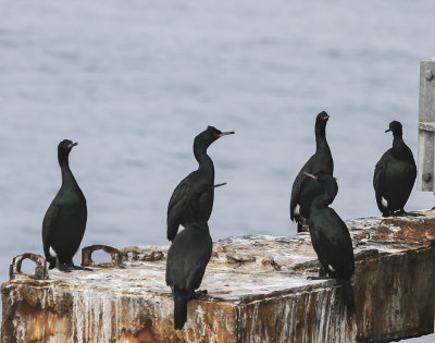 Pelagic Cormorant