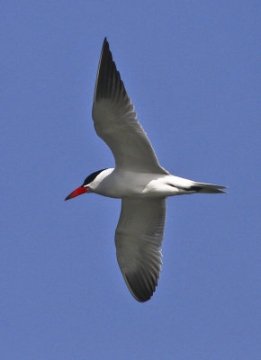 Royal Tern