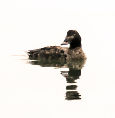 White-winged Scoter