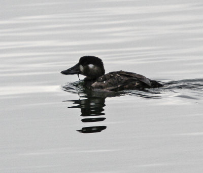 White-winged Scoter