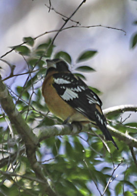 Black-headed Grosbeak